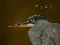 Blauwe Reiger [Ardea cinerea]